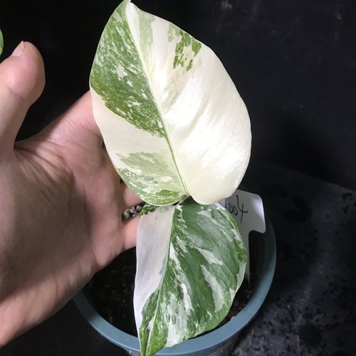 上新福利白锦龟背竹一物一拍【不包蕉叶和叶损】