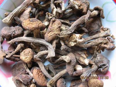 纯野生小鸡炖蘑菇3份包邮