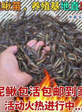台湾泥鳅苗鲜活小泥鳅活饵新鲜活体泥鳅饲料鱼圆鳅青鳅幼苗养殖苗