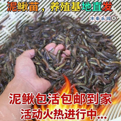 台湾泥鳅苗鲜活小泥鳅活饵新鲜活体泥鳅饲料鱼圆鳅青鳅幼苗养殖苗