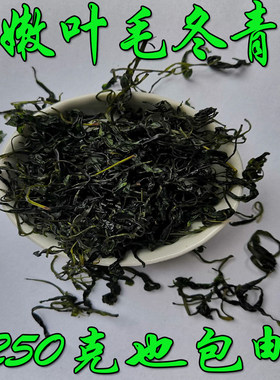 野生广西无硫毛冬青包邮