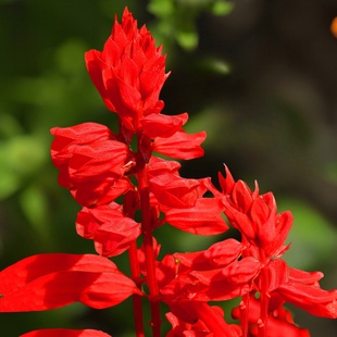 一串红种子串串红花种子四季花籽种子朱唇炮仗红花园海庭院包邮
