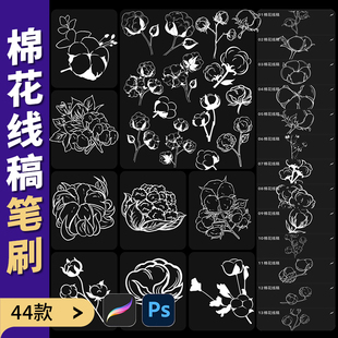 procreate笔刷ps棉花线稿植物素雅花艺装饰鲜花手绘棉球插画素材