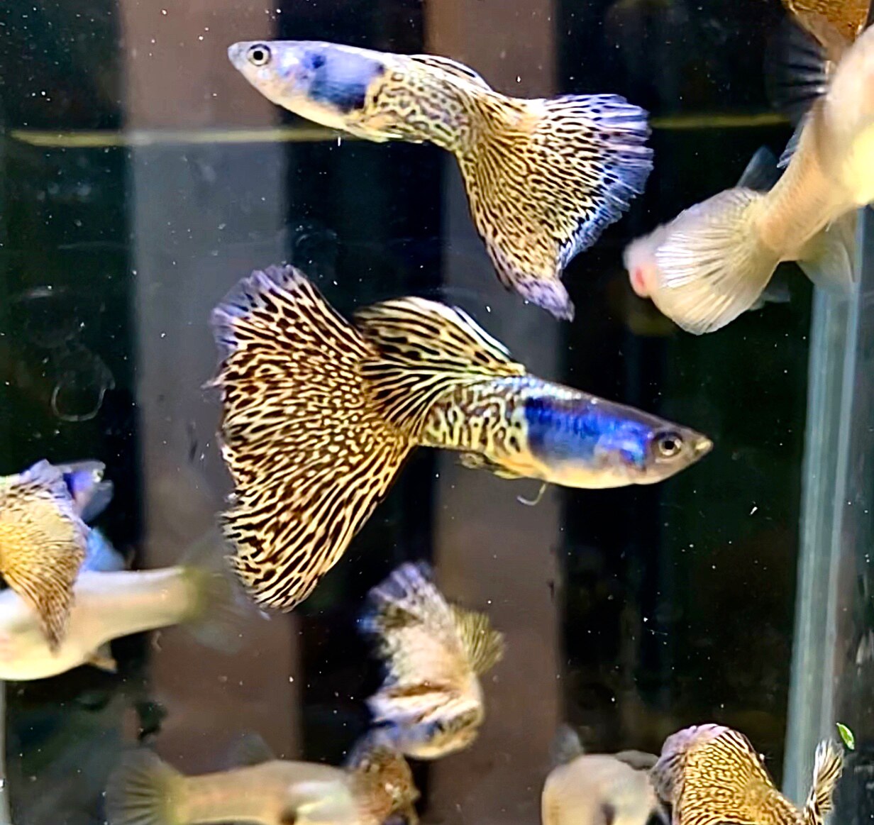 孔雀鱼精品稀有重金属黄蕾丝野生色大尾扇淡水鱼小型热带观赏热销