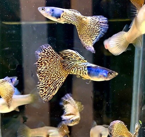 稀有重金属蕾丝大尾热销淡水鱼