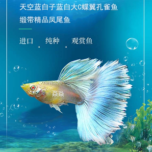 孔雀鱼蓝白精品稀有天空蓝大C蝶翼缎带凤尾鱼淡水小型观赏鱼热销