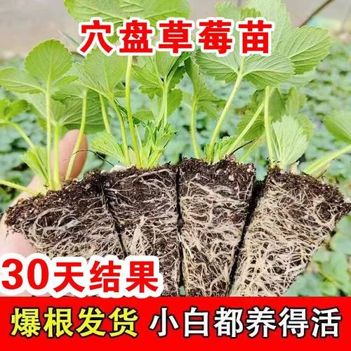奶油草莓苗盆栽好养活红颜四季