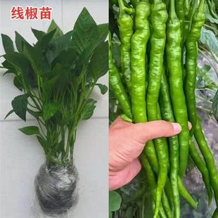 阳台家庭种植 高产辣椒秧苗带土线椒螺丝椒杭椒朝天椒蔬菜秧苗四季