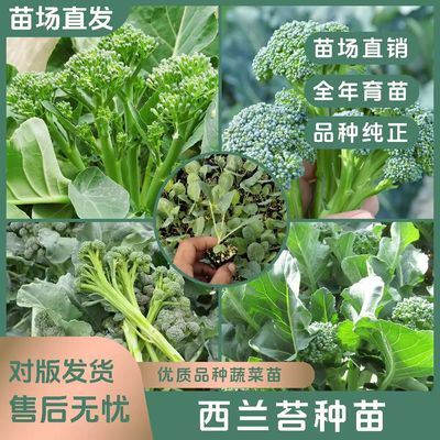 西兰苔苗高产蔬菜种苗