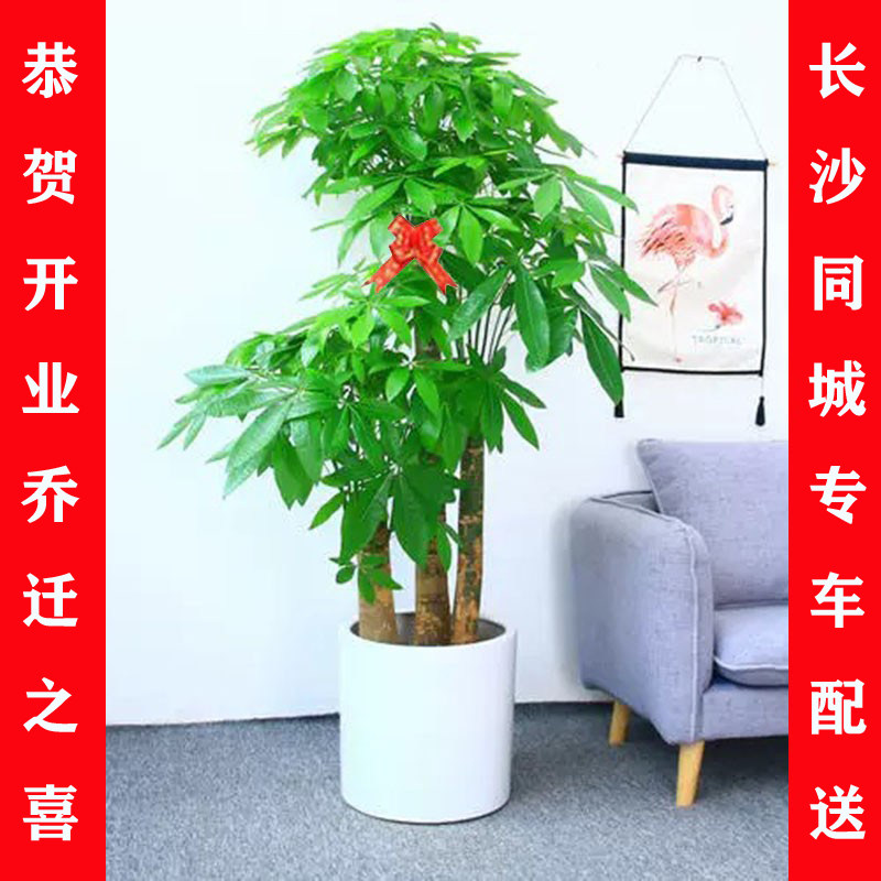 长沙步步高发财树盆栽开业乔迁