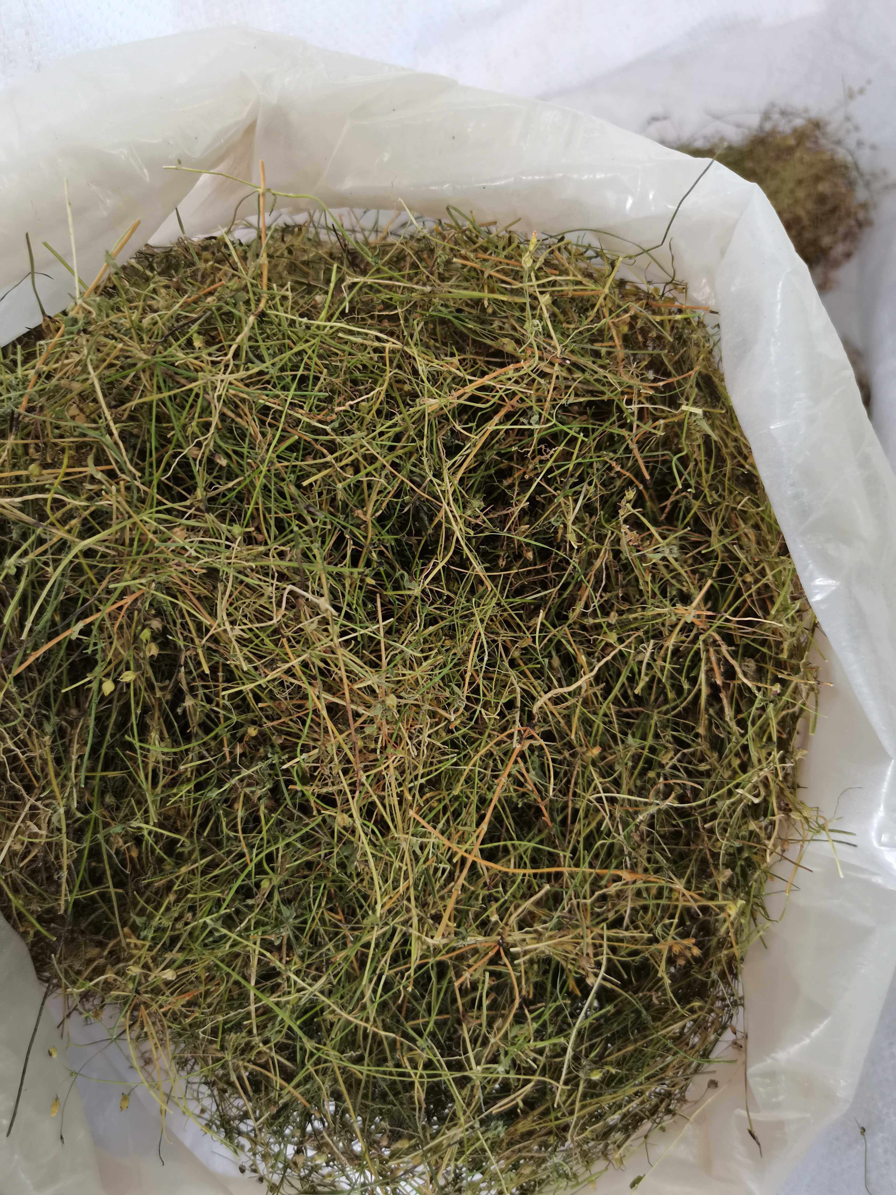 新货青草药潮汕优质四叶莲切片 四合莲 四合梅 天良草500克选干净