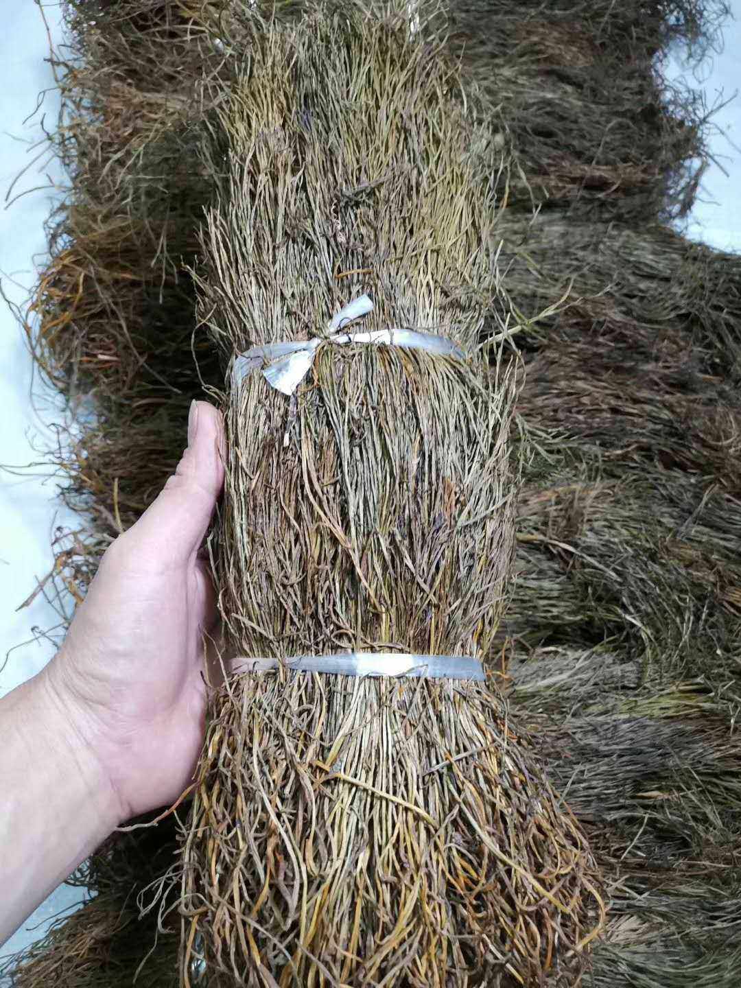 野生石侧柏 铁刷把 龙须草 石龙须 铁扫帚 石刷把  石寄生新货晒