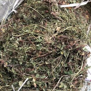 宝珠草倒地梅和尚头波龙吐珠蛇盘草蛇泡蛇果草蛇莓草蛇波仔500克