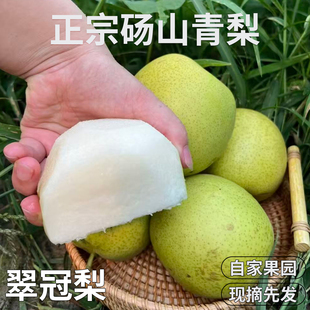 四姐家砀山青梨 正宗翠冠 翠玉砀山梨安徽脆甜整箱 新鲜水果梨子