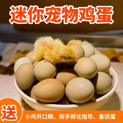 小朋友体验孵化乐趣宠物鸡种蛋