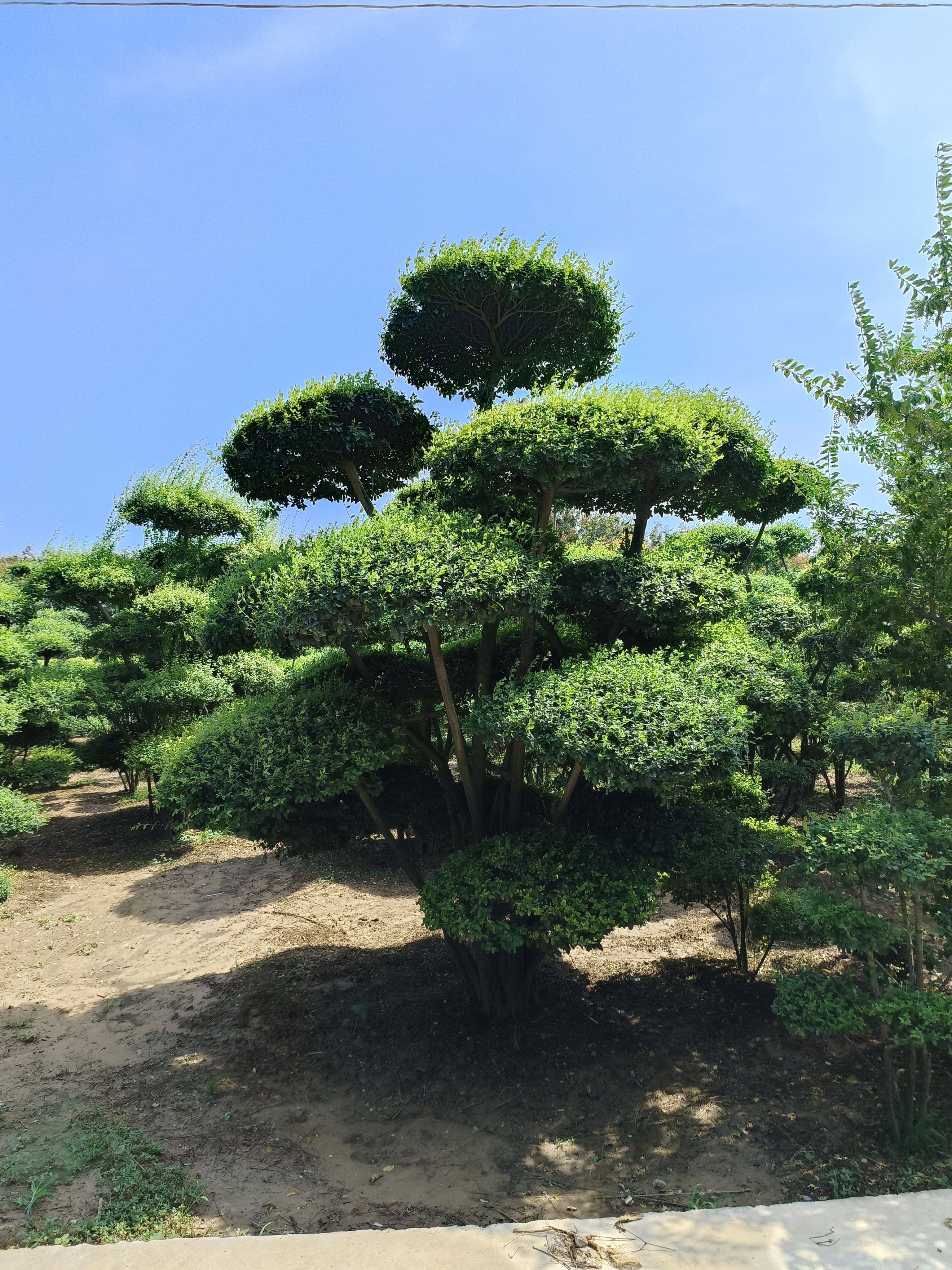 小叶女贞造型树庭院景观树地景树盆景花卉四季常青绿植直播间现拍