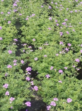 成都白色美女樱盆栽阳台庭院花卉绿植窗台多年生植物好养易活