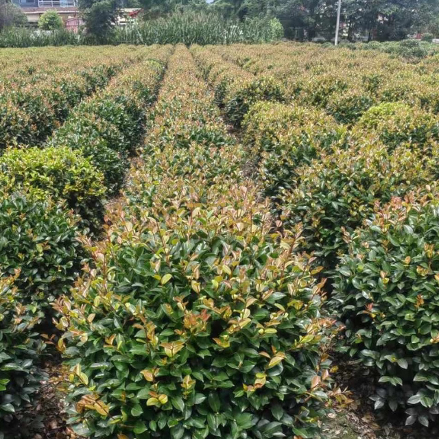 茶梅花苗 树苗茶梅球 茶花盆栽盆景冬茶梅开花带花苞庭院树苗