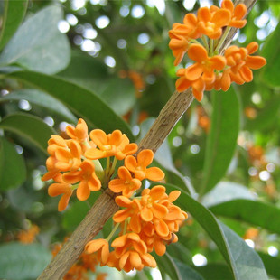 桂花树朱砂桂苗盆栽浓香型庭院地栽金桂矮桩室内花卉好养易活