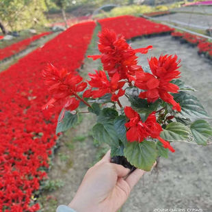 节日摆放一串红盆栽串串红花苗带花发货庭院地栽阳台绿化工程花苗