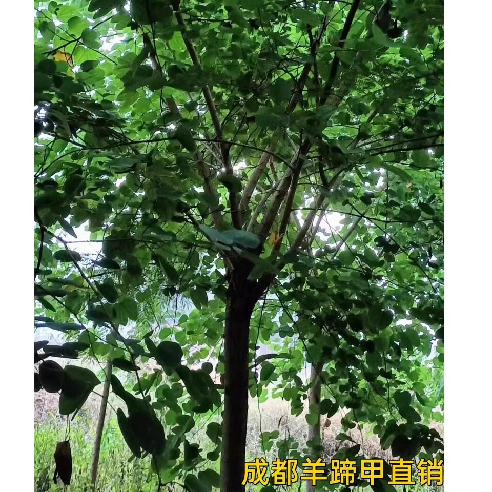 羊蹄甲树苗市政道路公园小区庭院绿化行道树移植树苗白花羊蹄甲