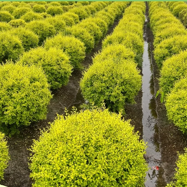 亮晶女贞棒棒糖庭院别墅花园球形花境植物四季常青绿植亮金女贞树