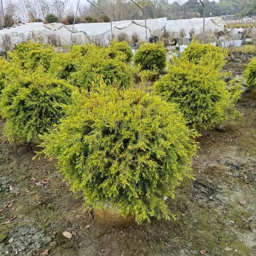 黄金香柳植物千层金绿植观叶植物