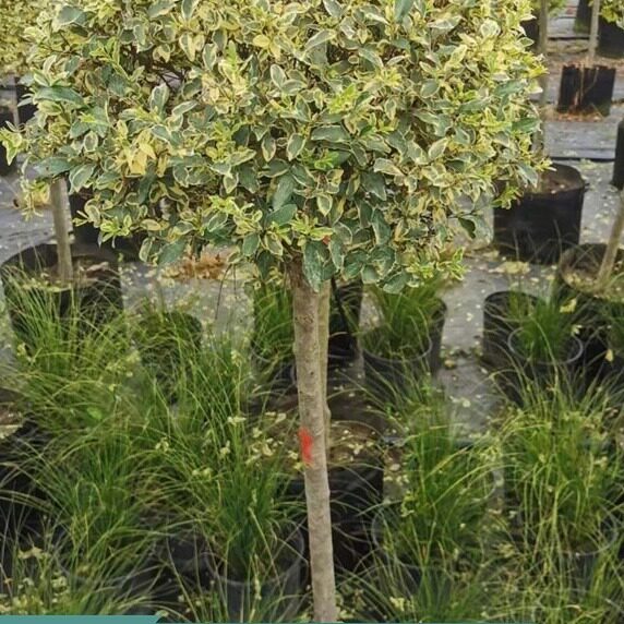 金姬银姬小蜡球形棒棒糖型本地绿化植物庭院种植四季常青美观绿植
