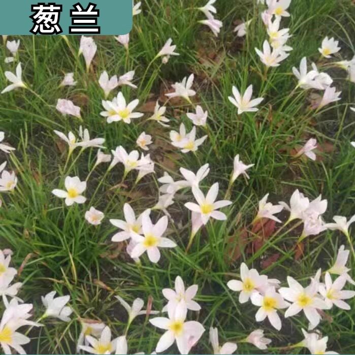 葱兰地苗地栽花苗多年生常绿草本植物红花白花绿化好养耐晒庭院绿