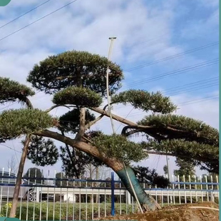 罗汉松树苗日本罗汉松庭院阳台室内盆栽观赏盆景原生树桩花园植物