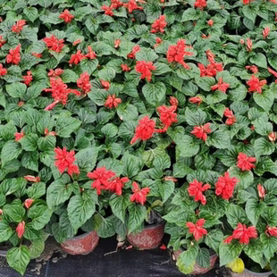 超级一串红盆栽爆仗红盆栽矮杆花苗室外好养易活阳台庭院绿植耐热