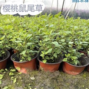 樱桃鼠尾草盆栽烈焰红唇双色花克拉香草芳香观赏香草植物好养