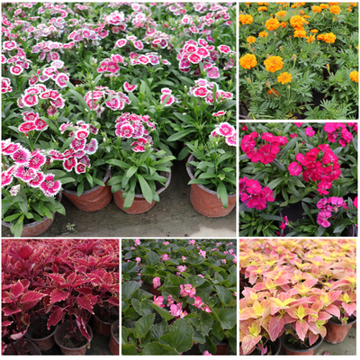 花色石竹红火炬喜阳耐晒海棠