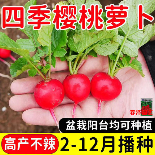 樱桃萝卜种子四季播耐热耐寒高产