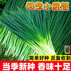 四季小香葱种子正宗老品种