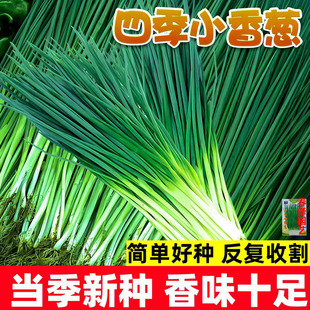 四季小香葱种子正宗老品种香葱种籽本地大葱籽阳台盆栽菜小葱种子
