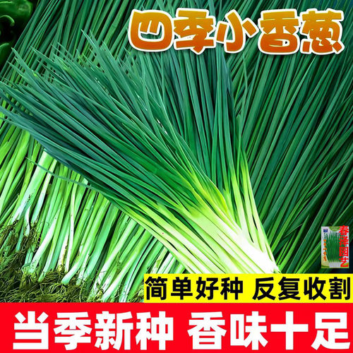 四季小香葱种子正宗老品种