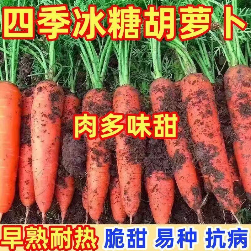 九寸参脆甜高产胡萝卜种子