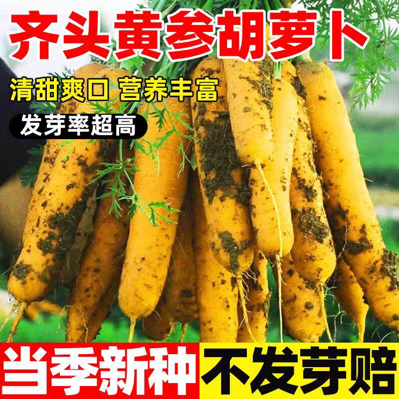 齐头黄胡萝卜种子生吃黄色水果萝卜种籽农家菜园庭院秋季蔬菜种孑