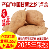 卢龙红薯老品种北京红553红薯2025年新白薯黄皮黄心黄瓤地瓜番薯