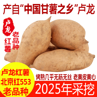 卢龙红薯老品种北京红553红薯2025年新白薯黄皮黄心黄瓤地瓜番薯