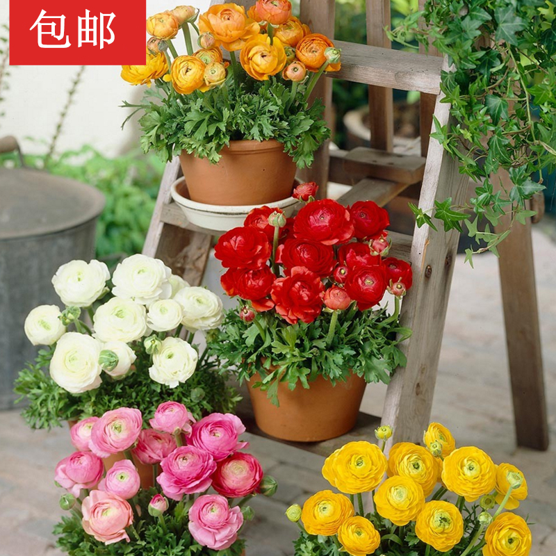 预售两份包邮买三送一以色列进口种球根花毛茛芹叶洋牡丹3颗装