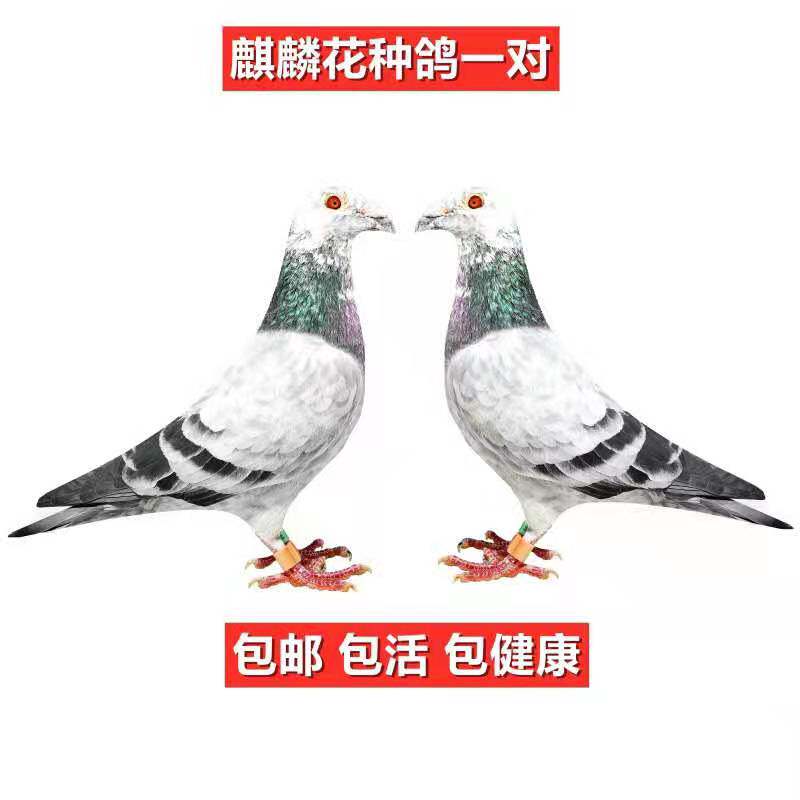 异色血统白信麒麟花黑金刚红雨点黄金甲火凤凰幼活体青年种鸽一对