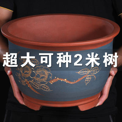 紫砂花盆发财树盆景种树户外庭院
