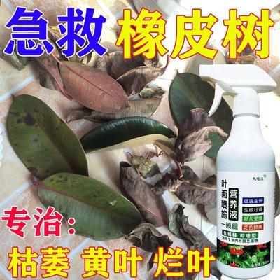 橡皮树专用肥料防黄叶增