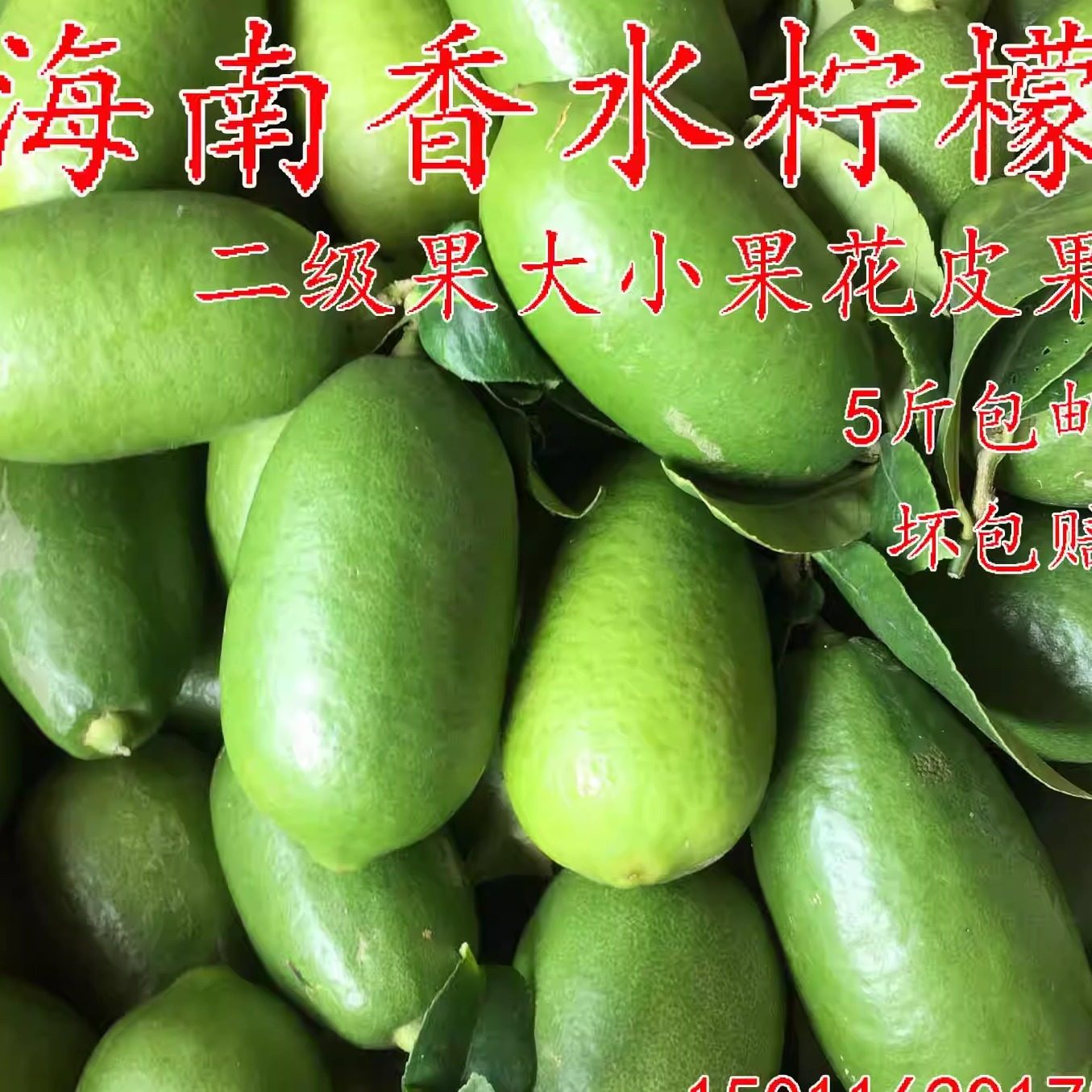 新鲜海南香水柠檬青果二级果5斤包邮10点至晚上10点发货