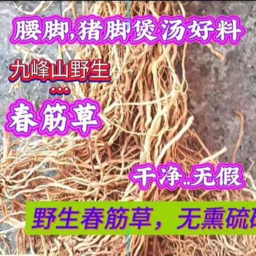 野生春筋草海风藤炖盅猪脚煲汤
