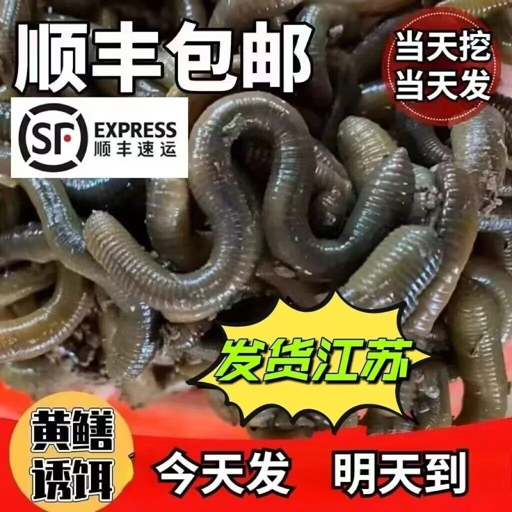 青蚯蚓活饵黑蚯蚓活体蚯蚓鱼饵饵料黄鳝蚯蚓饵料特大号蚓蚯臭蚯蚓