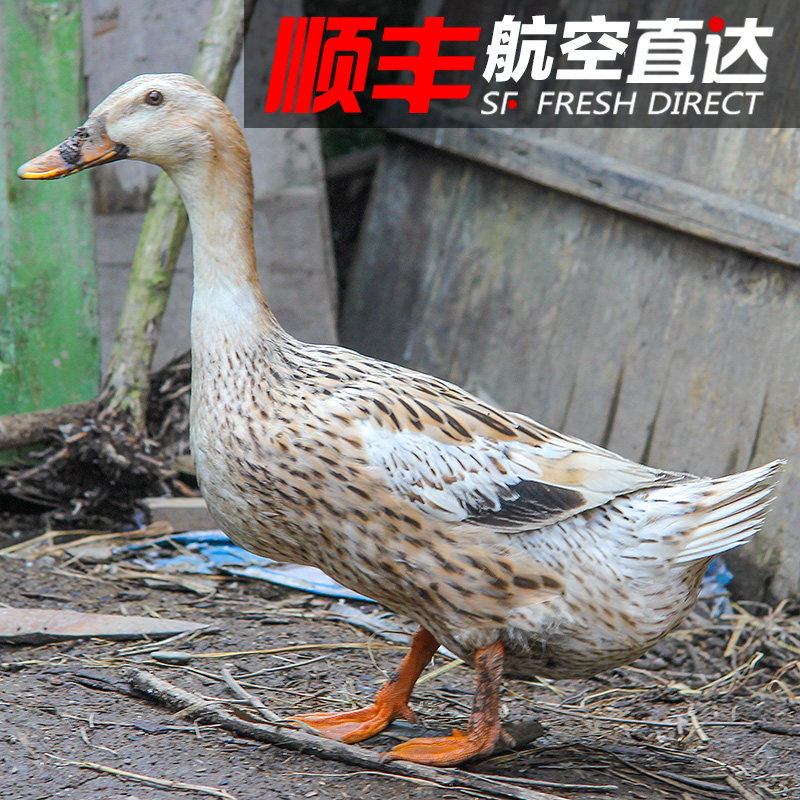 纯野老鸭子土鸭现杀活鸭麻鸭老鸭草鸭新鲜正宗农家散养水鸭活体