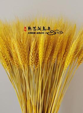 天然黄金麦穗干花花束开业大麦客厅装饰摆件摆设麦子插花道具稻穗